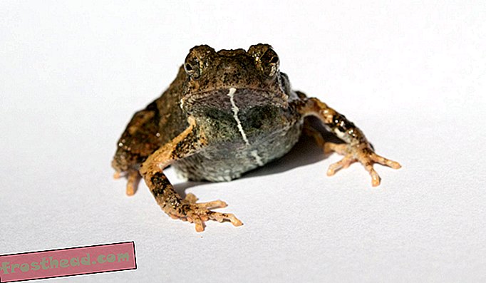Любовната песен на градската жаба привлича повече приятели, отколкото селските хъркове