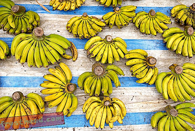 Пробата за ГМО банани в Айова спря