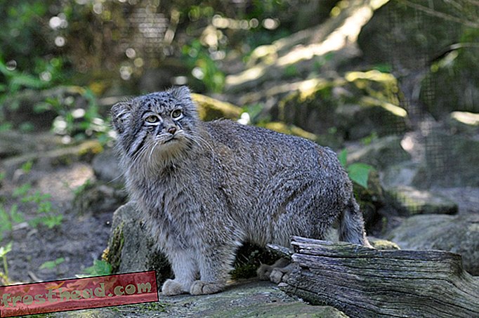 Ny helligdom for sjældne og fluffy vilde katte, der skal åbnes i Sibirien