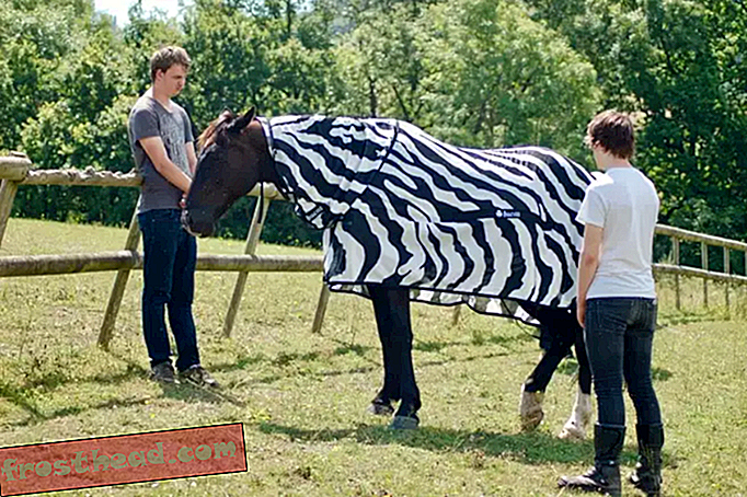 Znanstveniki so oblekli konje kot Zebre, da bi določili namen črte