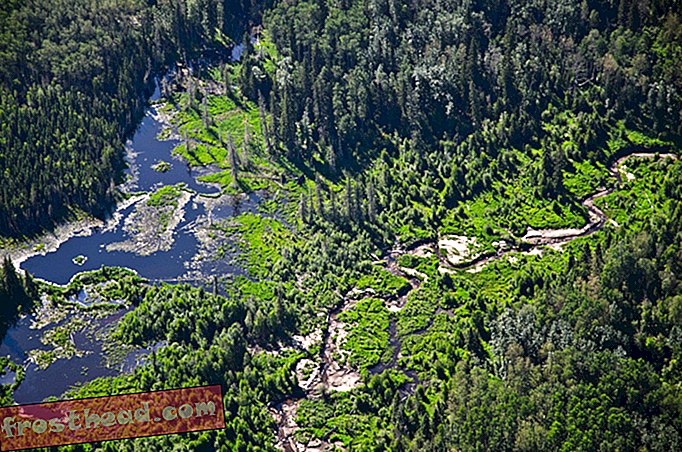 Le Canada abrite maintenant la plus grande étendue de forêts boréales protégées du monde