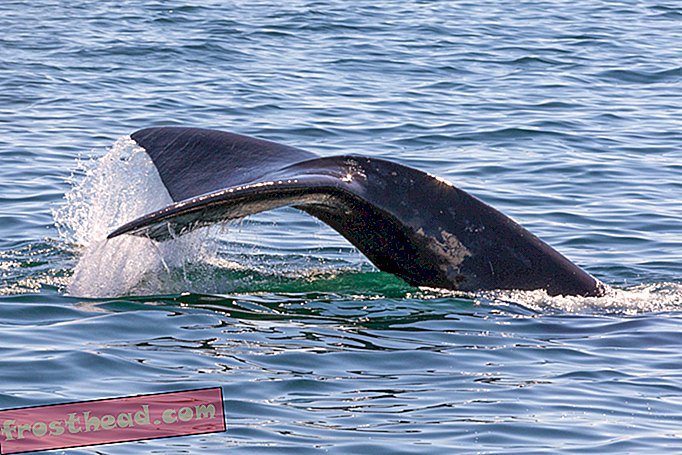 slim nieuws, slimme nieuwswetenschap - Honderden Juiste Walvissen keren terug naar Cape Cod