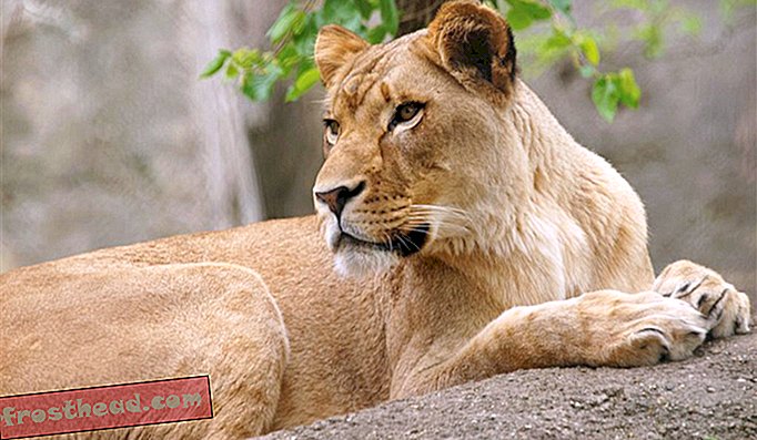 slim nieuws, slimme nieuwswetenschap - Een leeuwin doodde de vader van haar jongen in een zeldzame aanval in de dierentuin van Indianapolis