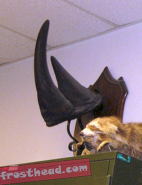 nutikad uudised, nutikad uudisteadused - Vermonti ülikoolist varastatud Rhino Horn