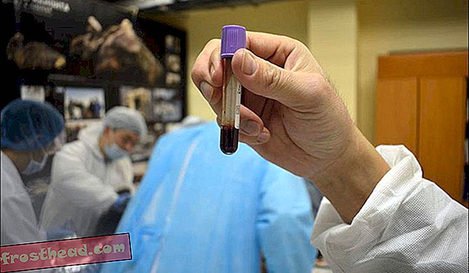 Tutkijat ottivat nestemäistä verta 42 000-vuotiasta varsasta, joka löydettiin Siperian ikiroudesta