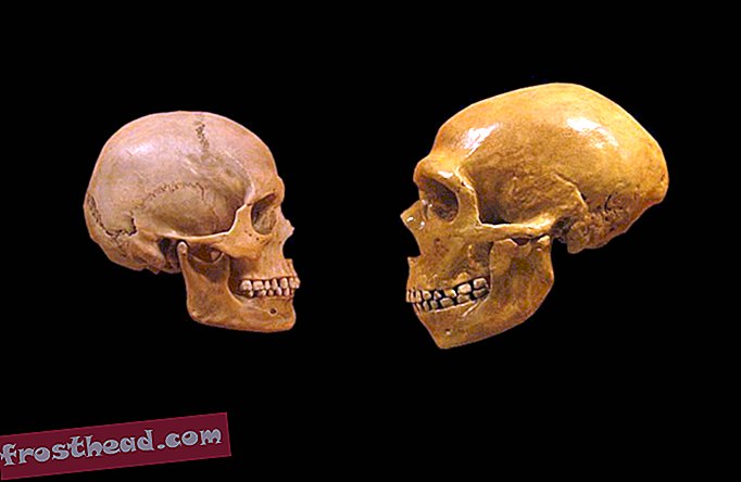 smarte nyheder, smarte nyhedsvidenskab - Hvorfor mennesker ikke har mere neandertal-DNA