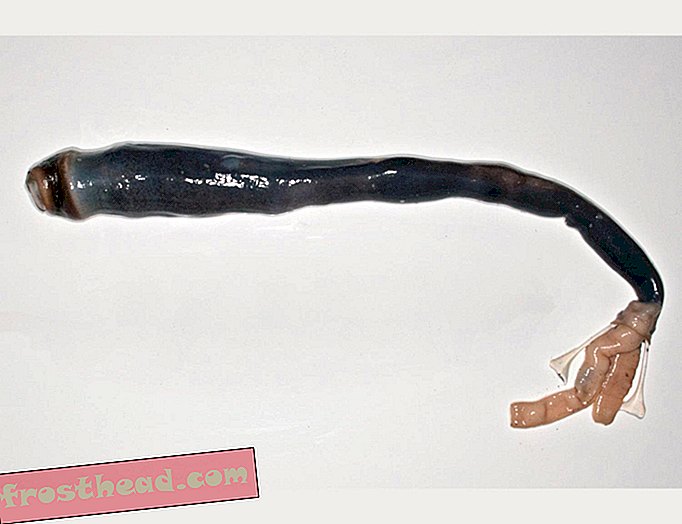 интелигентни новини, умни новини - След векове на търсене учените най-накрая откриват мистериозния гигантски корабен червей