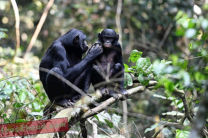Matky Bonobo zasahují do podnikání opic svých synů