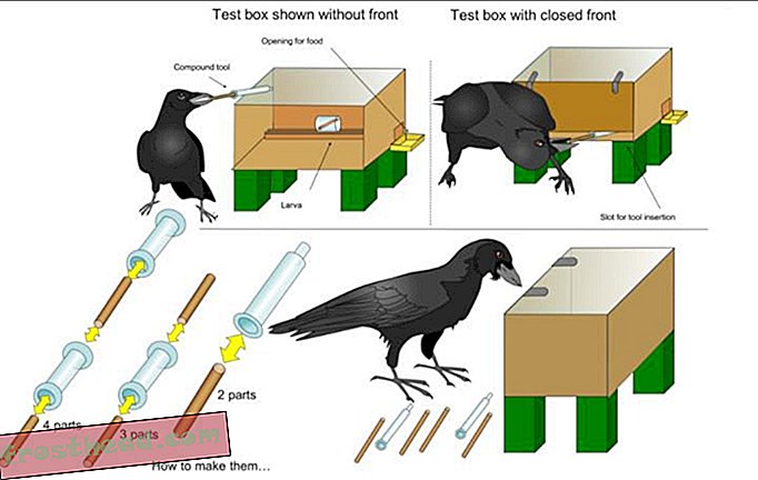 Crafty New Caledonian Crows peut assembler des outils
