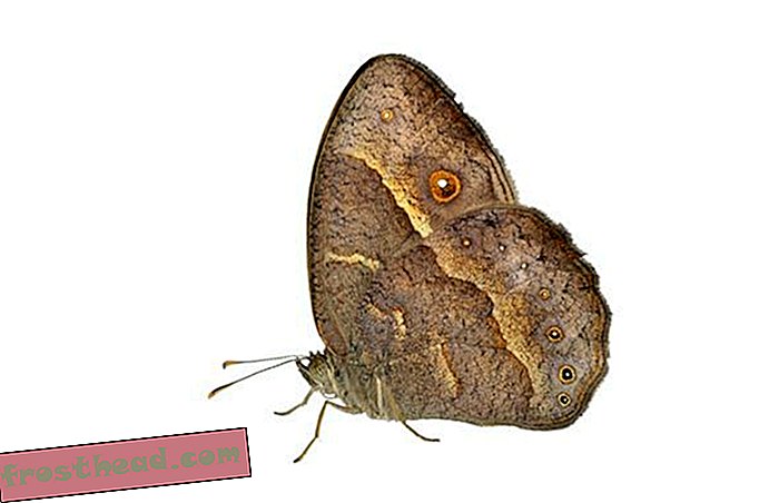 Ženski metulji lahko izžarevajo samorodne samce