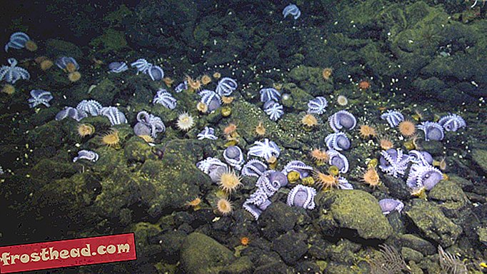 Soha nem látott 1000 kórokozó polip nem található a kaliforniai part mentén