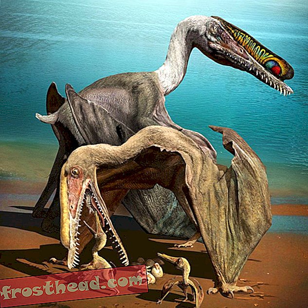 Птерозаврите може да са летели скоро, когато са се излюпили