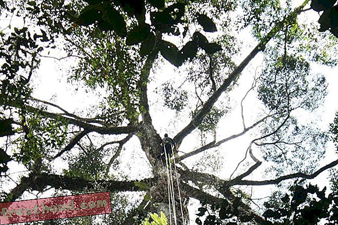Onderzoekers ontdekken 's werelds hoogste bekende tropische boom in Sabah's' Lost World '