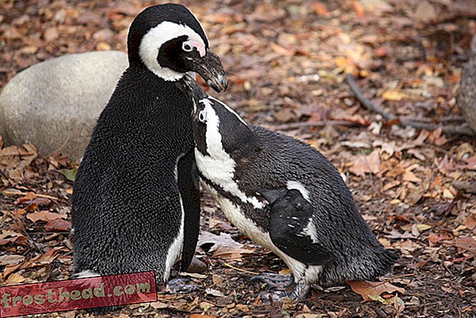nutikad uudised, nutikad uudisteadused - Röövitud pingviini sõbra otsing jätkub