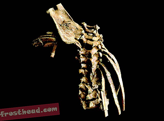 Tämä 3,3 miljoonan vuoden ikäinen Hominin-taaperolainen oli sellainen kuin me