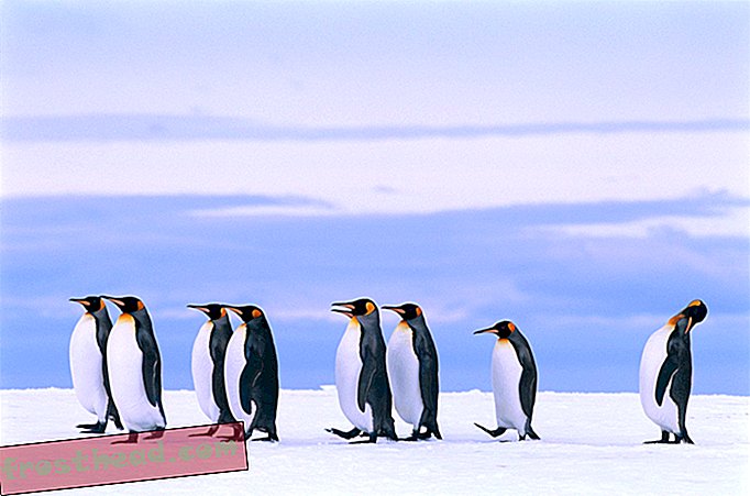 Tento tučňák na běžícím pásu ukazuje, jak fungují waddles