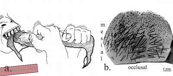 Το σαγόνι δύο εκατομμυρίων ετών έχει πολλά να πει για την προέλευση της ανθρώπινης χειρονομίας