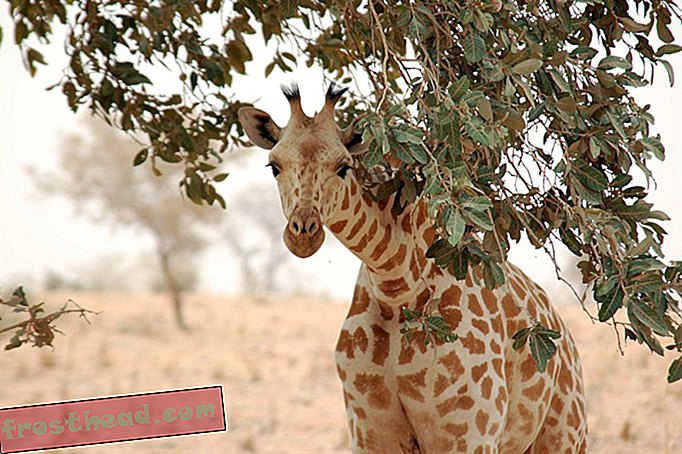 Les États-Unis pourraient inscrire les girafes parmi les espèces en voie de disparition