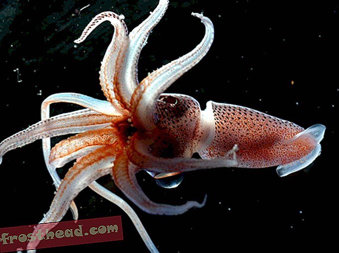 ¿Por qué este calamar tiene un ojo gigante y otro pequeño?