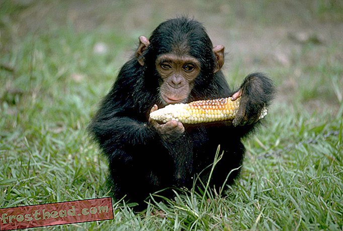 שימפנזים יכולים ללמוד לבשל