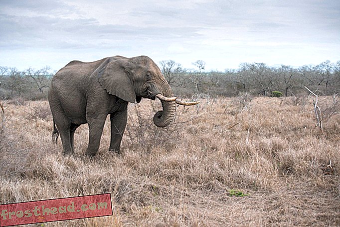 Põud võib põhjustada 18 elevanti Aafrikast