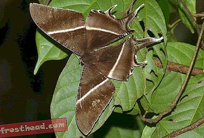 Giant Moths har kommet til Malaysia, og ingen vet hvorfor