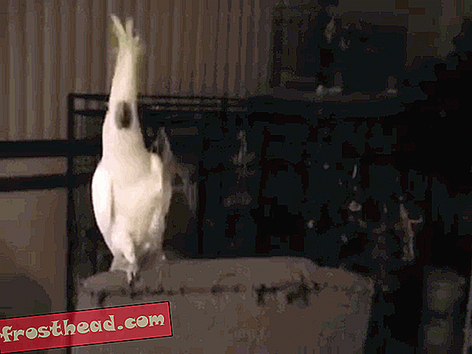 smarte nyheder, smarte nyhedsvidenskab - Hvad denne head-banging, body-rullende cockatoo lærer os om dansens udvikling