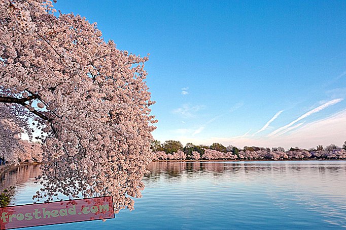 Peak Bloom for dette års kirsebærblomster kan være tidligst registreret