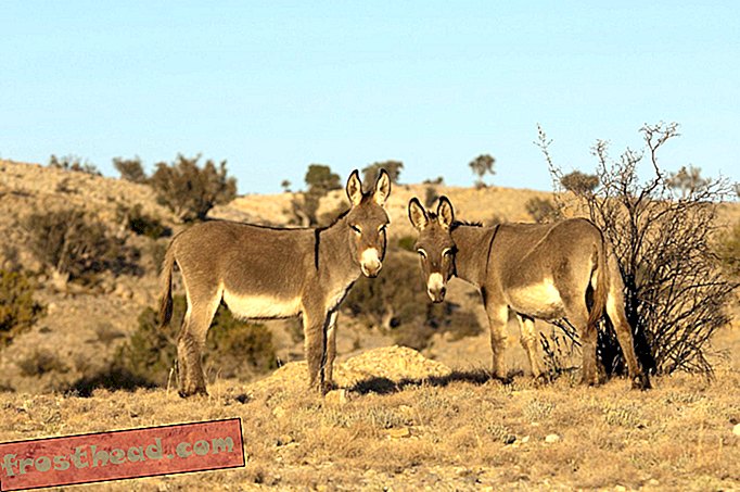 smarte nyheder, smarte nyhedsrejser - Hvordan Feral Donkeys reddede en mistet vandrers liv i Death Valley