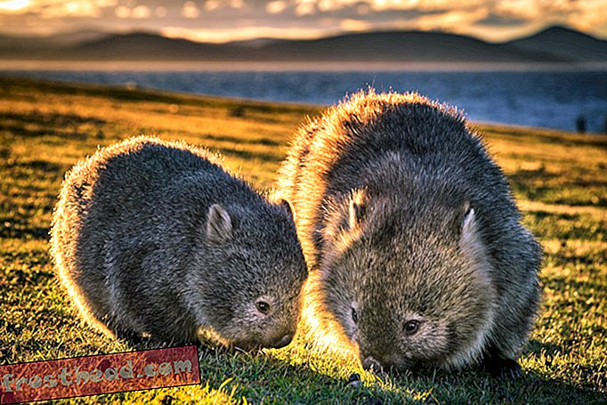 אתה יכול לבקר באי האוסטרלי הזה, אבל רק אם אתה מתחייב לדלג על ה- Wombat Selfie