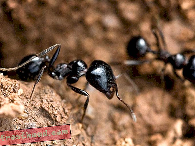 A pesar de su reputación laboriosa, algunas hormigas son súper perezosas