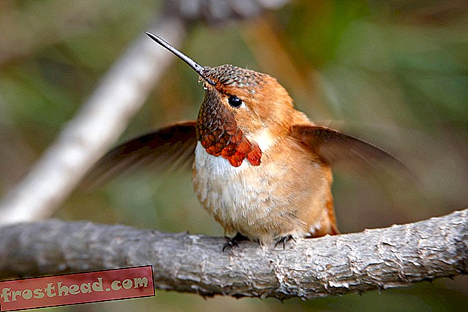 Vuelo inusual de un colibrí: de Minnesota a Texas, en un avión