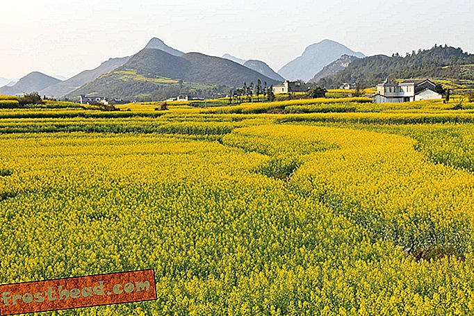 Virágturizmus virágzik Kínában
