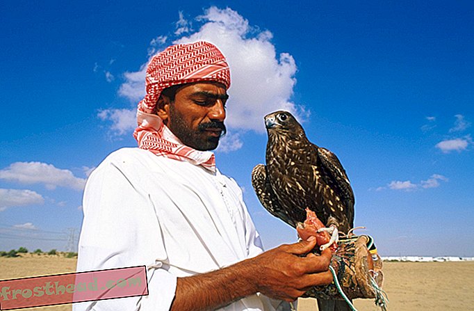 Falcons nie może latać bez paszportów w Zjednoczonych Emiratach Arabskich