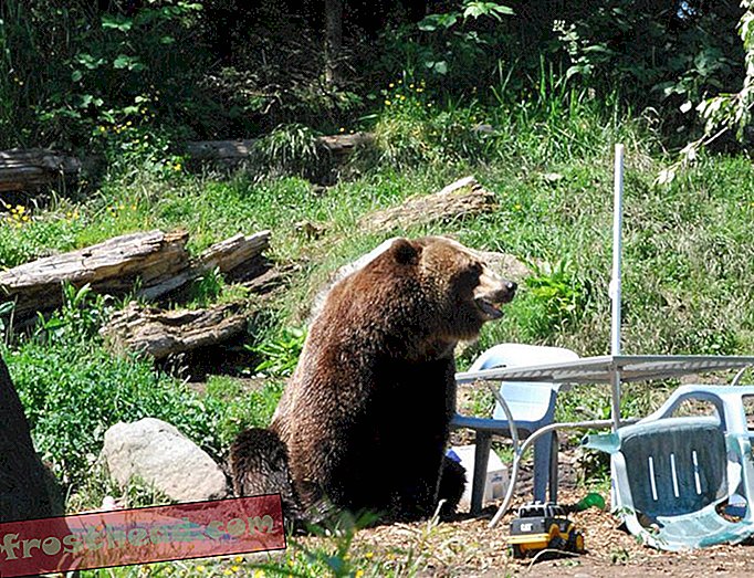 הדובים של יוסמיטי הולכים בדרך על פחות סלי פיקניק בימינו