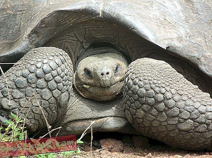 noticias inteligentes, noticias inteligentes viajes - Visita las tortugas gigantes de Galápagos con Google Street View
