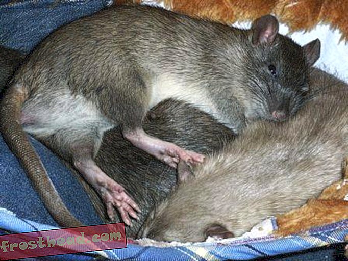 Naukowcy hodują szalone szczury