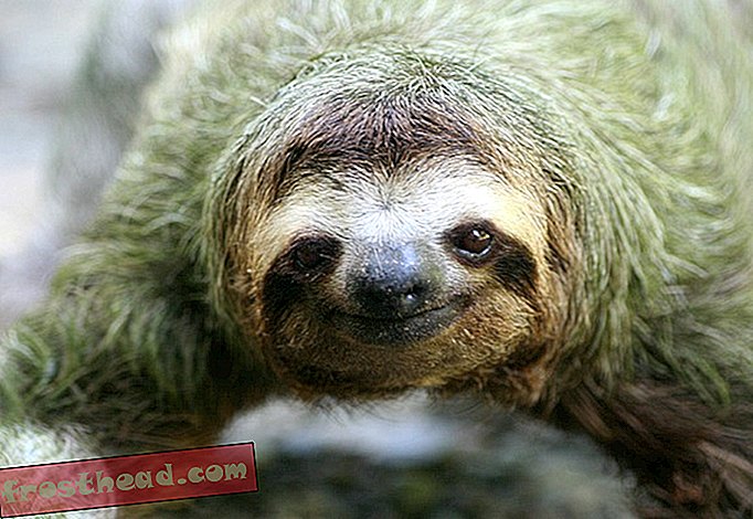 Sloths er nummer et på listen over ulovligt handlede kæledyr fra Colombia