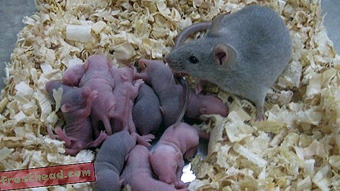 הדברים המשוגעים כמה ביצי עכבר קטנטנות קטנטנות גרמו למדענים לומר