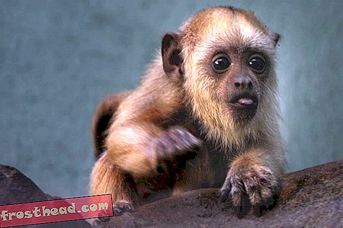 Модеран, али илегални мајмун ухваћен у Икеи