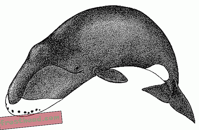 Danas postoje živi kitovi koji su rođeni prije nego što je Moby Dick napisan