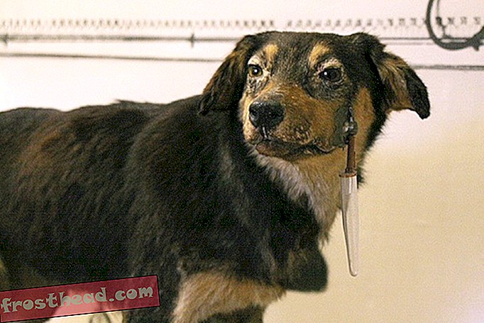 स्मार्ट समाचार, स्मार्ट समाचार - पावलोव का कुत्ता किस तरह का कुत्ता था?