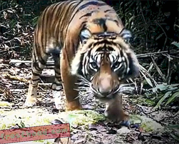 Denne kamerafellen sarnet en Bonanza av indonesisk dyreliv