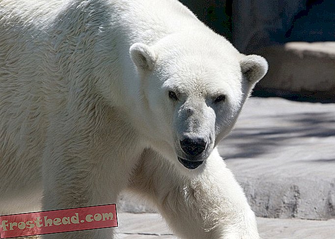 Estados Unidos y Rusia acuerdan una cosa: quieren salvar a los osos polares-noticias inteligentes, noticias inteligentes