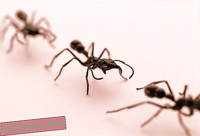 Τα μυρμήγκια συνήθως στρίβουν αριστερά κατά την εξερεύνηση