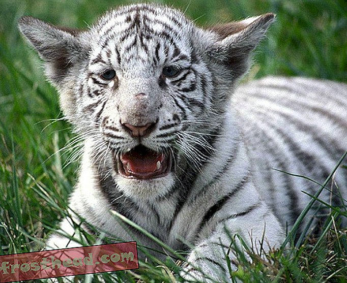 Eine leichte genetische Veränderung gab den weißen Tigern ihre blassen Mäntel