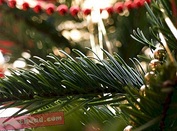 smarte nyheder, smarte nyheder - Gamle juletræer kan bruges til rengøring af medicinsk udstyr
