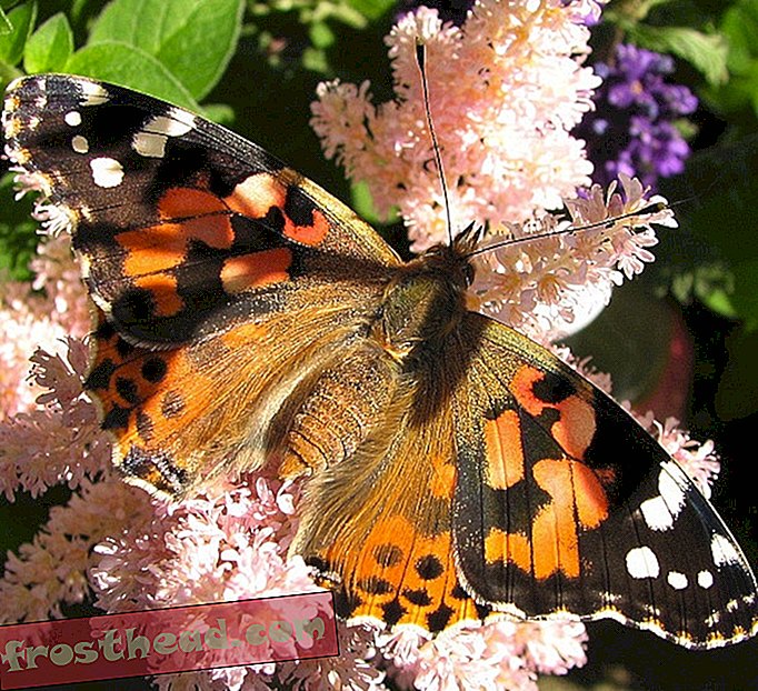 berita pintar, berita pintar - Mengintip pada Proses Turning Caterpillar ke Butterfly