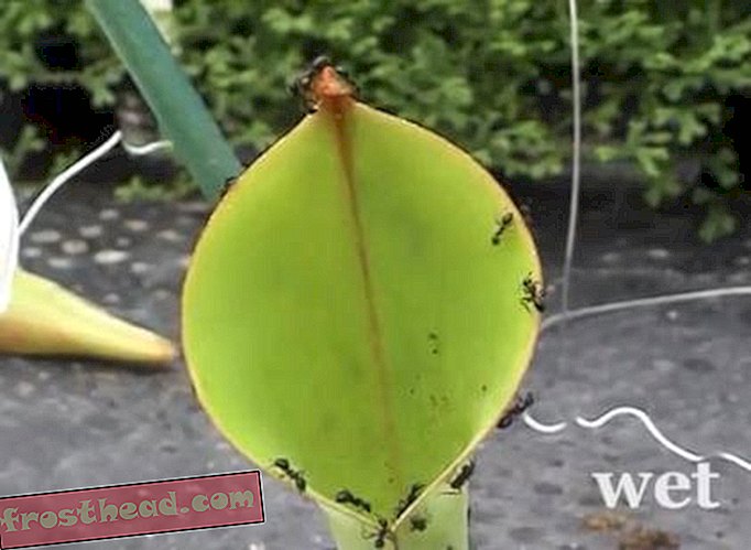 मौत की एक पानी की स्लाइड के साथ एंटीक पौधे चींटियों को लगाते हैं