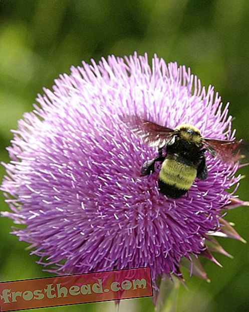 έξυπνες ειδήσεις, έξυπνες ειδήσεις - Το Αμερικανικό Bumblebee Crashing, πάρα πολύ
